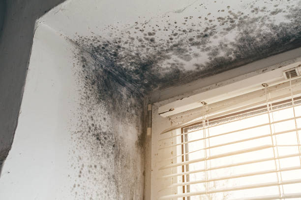 Affordable Attic Mold Remediation solutions in Augusta, MI