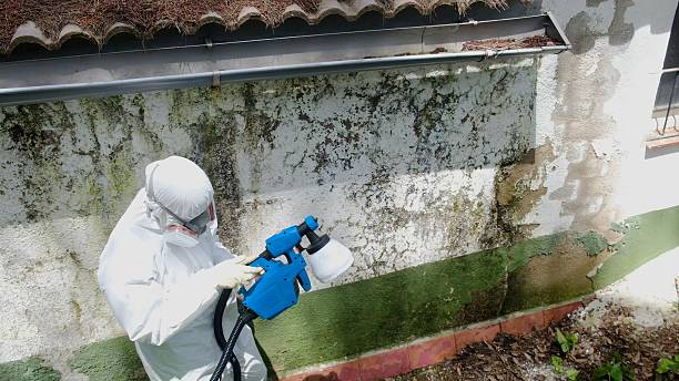 Top rated local Attic Mold Remediation specialists in Augusta, MI